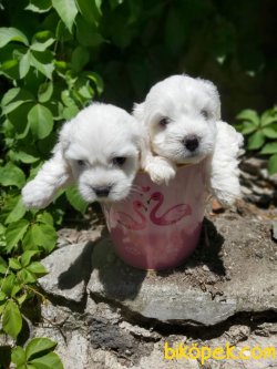 0 NUMARA MALTESE TERRIER BEBEKLER 2