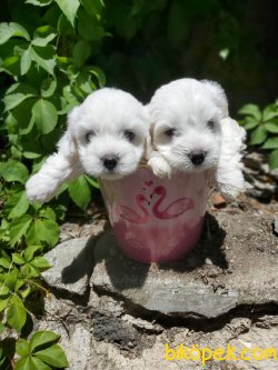 0 NUMARA MALTESE TERRIER BEBEKLER 3