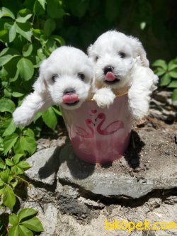 0 NUMARA MALTESE TERRIER BEBEKLER 1