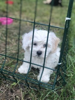 0 Numara Maltese Terrier Yavrular 1