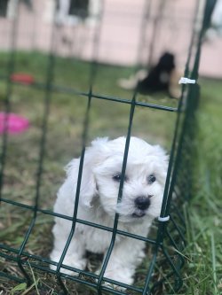 0 Numara Maltese Terrier Yavrular 3