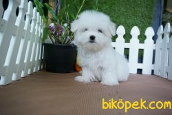 0 NUMARA MALTESE TERRIER YAVRULAR 1