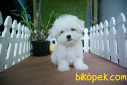 0 NUMARA MALTESE TERRIER YAVRULAR 3