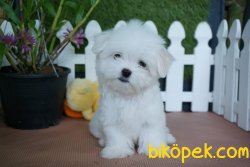 0 NUMARA MALTESE TERRIER YAVRULAR 2