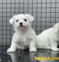 0 NUMARA MALTESE YAVRULAR 4