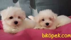0 NUMARA MALTESE TERRIER YAVRULARI 3