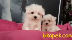 0 NUMARA MALTESE TERRIER YAVRULARI 5