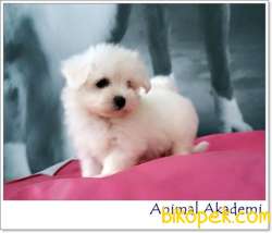 0 NUMARA MALTESE TERRIER YAVRULARI 2