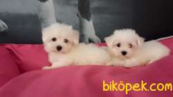 0 NUMARA MALTESE TERRIER YAVRULARI 4