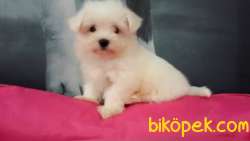 0 NUMARA MALTESE TERRIER YAVRULARI 1