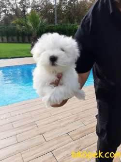 0 NUMARA MALTESE TERRIER YAVRULARI 2