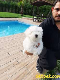 0 NUMARA MALTESE TERRIER YAVRULARI 4