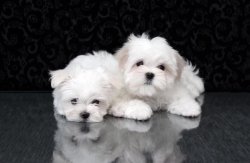 0 NUMARA  MALTESE TERRİER YAVRULARımız 2