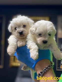 0 NUMARA MALTESE TERRIER YAVRULARIMIZ 1