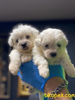 0 NUMARA MALTESE TERRIER YAVRULARIMIZ 2