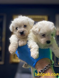 0 NUMARA MALTESE TERRIER YAVRULARIMIZ 3