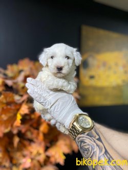 0 NUMARA MALTESE TERRIER YAVRULARIMIZ 2