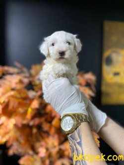 0 NUMARA MALTESE TERRIER YAVRULARIMIZ 1