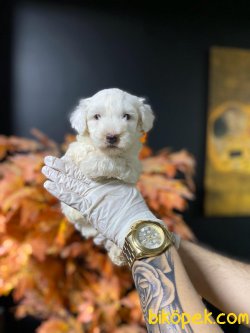 0 NUMARA MALTESE TERRIER YAVRULARIMIZ 3