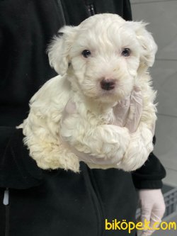 0 NUMARA MALTESE TERRIER YAVRULARIMIZ 1