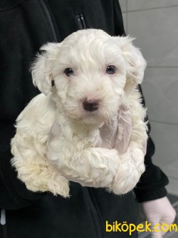 0 NUMARA MALTESE TERRIER YAVRULARIMIZ 3