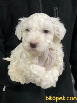 0 NUMARA MALTESE TERRIER YAVRULARIMIZ 2