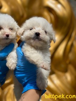 0 NUMARA MALTESE TERRIER YAVRULARIMIZ 4