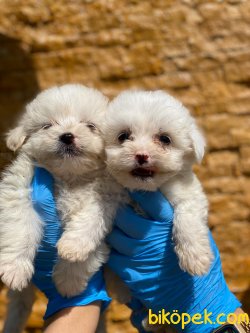 0 NUMARA BABY MALTESE TERRIER YAVRULARIMIZ 2