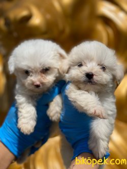 0 NUMARA BABY MALTESE TERRIER YAVRULARIMIZ 1