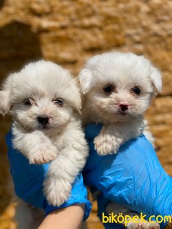 0 NUMARA BABY MALTESE TERRIER YAVRULARIMIZ 3