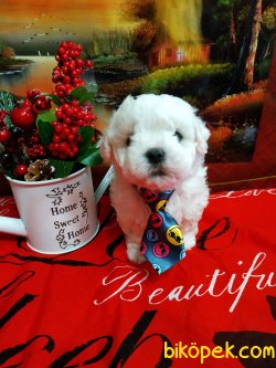 0 NUMARA MALTESE TERRIER YAVRULARIMIZ 1