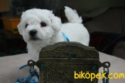 0 NUMARA MALTESE TERRIER YAVRULARIMIZ 2