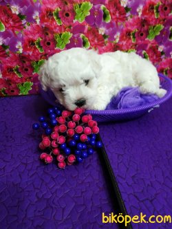 0 NUMARA MALTESE TERRIER YAVRULARIMIZ 3