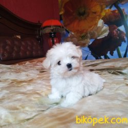0 NUMARA MALTESE TERRIER YAVRULARIMIZ 2