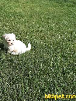 0 Numara MALTESE TERRIER YAVRULARIMIZ 4