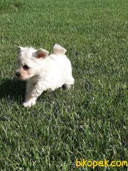 0 Numara MALTESE TERRIER YAVRULARIMIZ 5