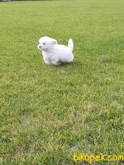 0 Numara MALTESE TERRIER YAVRULARIMIZ 4