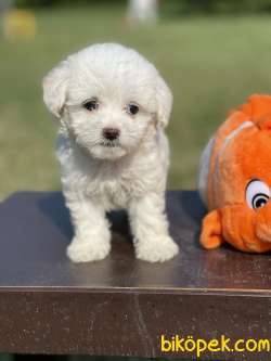 0 Numara Maltese Terrier Yavrularimiz 1