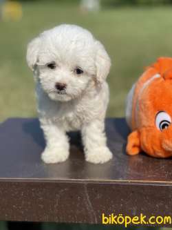0 Numara Maltese Terrier Yavrularimiz 3