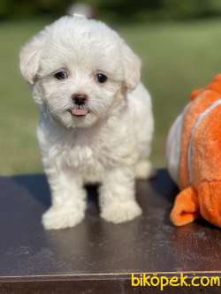 0 Numara Maltese Terrier Yavrularimiz 2