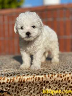0 Numara Maltese Terrier Yavrularimiz 3
