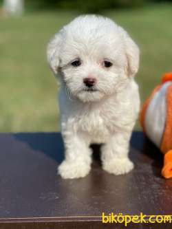 0 Numara Maltese Terrier Yavrularimiz 1