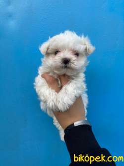 0 Numara Maltese Terrier Yavrularimiz 2