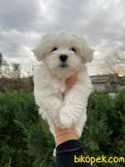 0 Numara Maltese Terrier Yavrularimiz 3