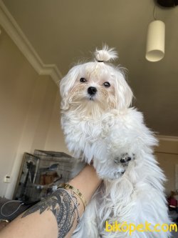 0 Numara Maltese Terrier Yavrumuz Kore Kanı 2