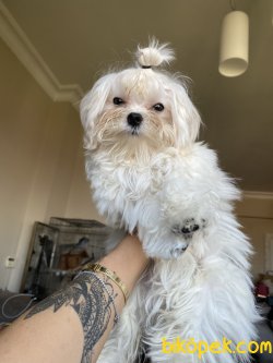 0 Numara Maltese Terrier Yavrumuz Kore Kanı 1