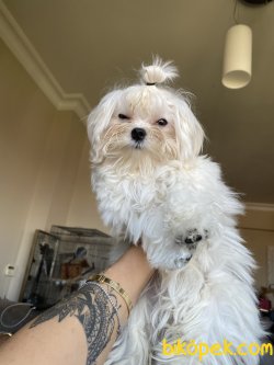 0 Numara Maltese Terrier Yavrumuz Kore Kanı 3
