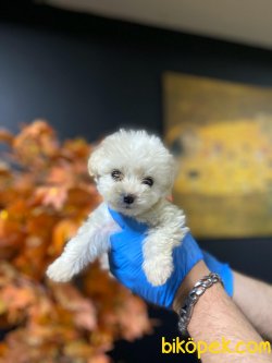 0 NUMARA MALTESE YAVRULARIMIZ 3
