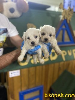 XS 0 NUMARA MALTESE YAVRULARIMIZ 2