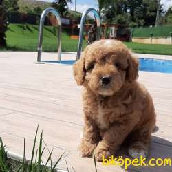0 Numara MALTİPO YAVRULARI 5
